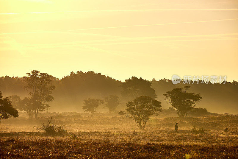 荷兰Veluwe Zuiderheide公园盛开的石楠花。荷兰